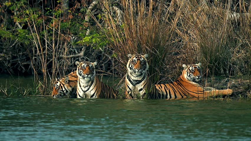 Bengal Tigers family drinking and resting by a river stream in India