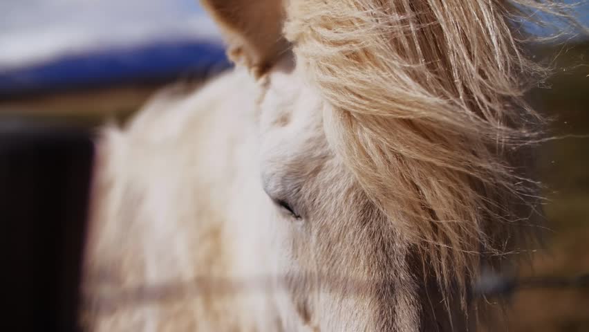 White Icelandic Horse with Fluffy Mane