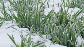 Wheat field covered with snow in winter season.Frosty frost winter wheat. - Powered by Shutterstock - Get 15% off with code: PIKWIZARD15