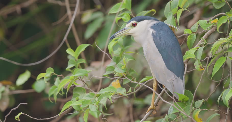 The Black-Crowned Night Heron Male rests quietly between dense foliage, its red eye sharp gaze scanning the surroundings.