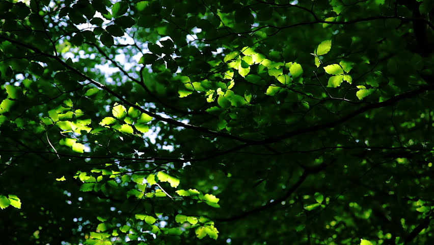 Leaf background: forest, sunbeams and shade. Dense deciduous forest. Leaves