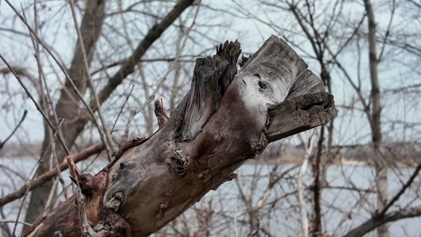 decrepit branches of an old tree. old rotten stump. hollow in a tree. dried up old tree.