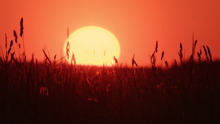 Big sun on red sky at sunset or dawn over grassland. Scenic nature landscape background.