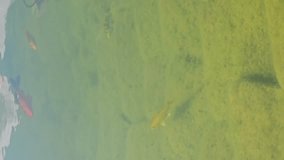 vertical video. Fish swim in the water of the pond. A pond in a park or garden. The beauty of nature and peace. - Powered by Shutterstock - Get 15% off with code: PIKWIZARD15