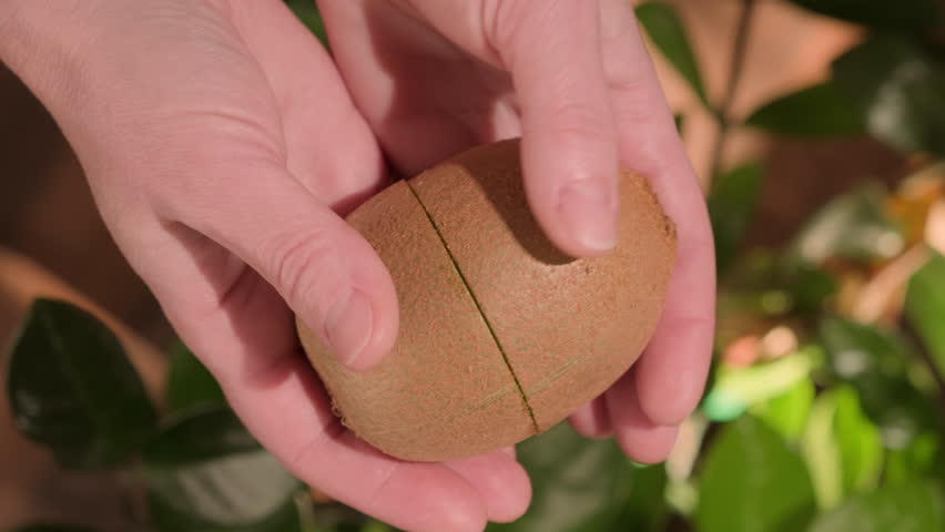 Hands open green kiwi into two halves of cross section close-up