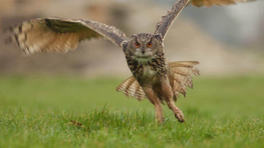 Eurasian Eagle Owl use talons to grab prey as it lands in grassy meadow, slomo