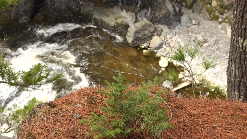 The water flows in a steady stream from a small water torrent into a magnificent river. In the foreground, we see small vegetation with conifer saplings.