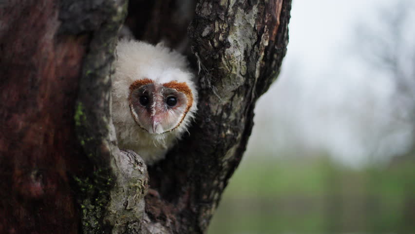 A baby Barn Owl peeks from inside a tree hollow, its white feathers and orange facial markings are visible