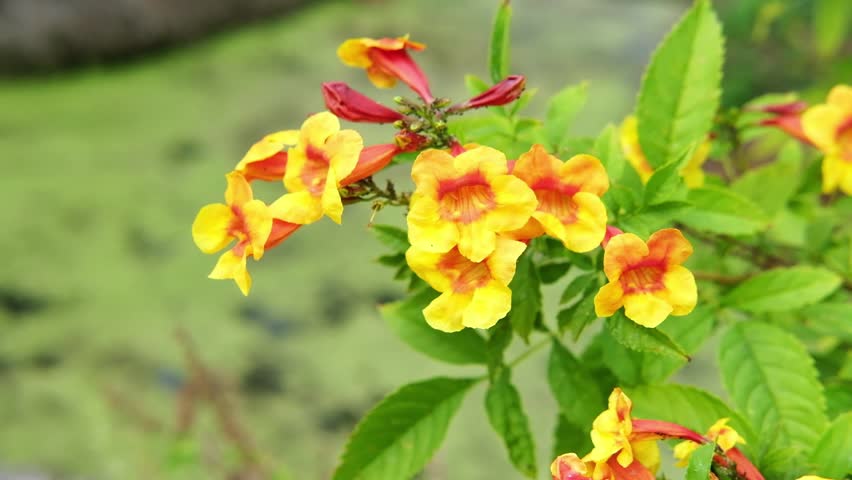 Blooming yellow Bignonia capreolata or Crossvine flower in tropical garden