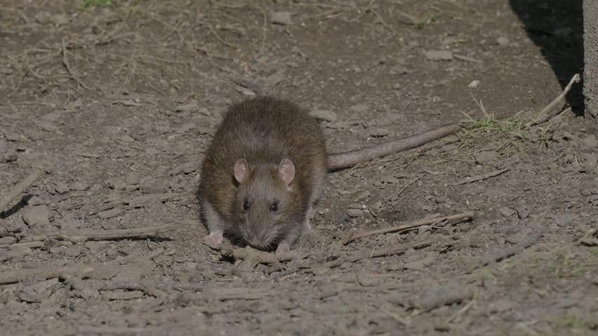 Brown Rat Feeding on the Ground
