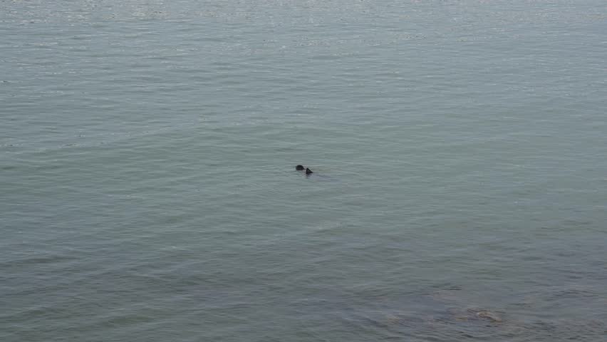 Two seals are swimming in the water.