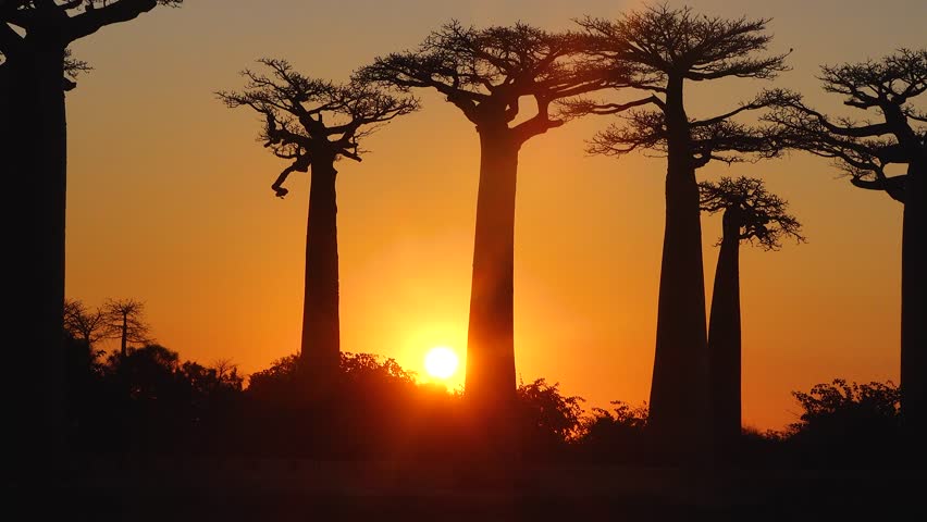 Explore the stunning baobab trees at sunset in Madagascar