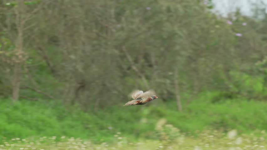 Ring-necked Pheasant male in flight in slow-motion 