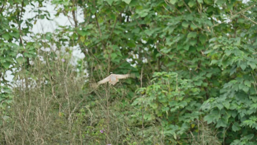 Ring-necked Pheasant male in flight in slow-motion