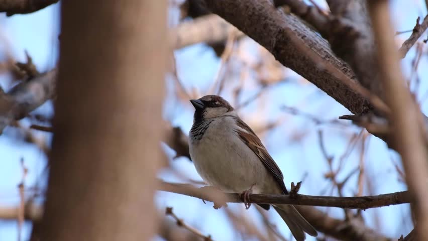 Cute little sparrow among the tree branches