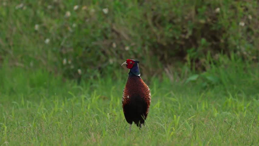 Ring-necked Pheasant male vigorously flapping his wings