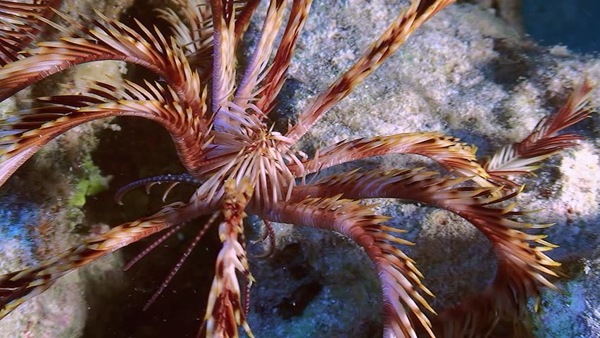 The sea lily Sawtoothed Feather star (Oligometra serripinna) moves along the seabed using its rays, close-up.