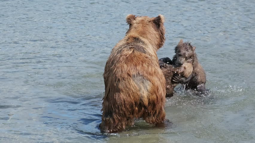 Family of brown bears in the river. The mother caught the salmon. Cubs fight for fish, slow motion, 4k