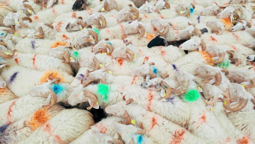 Sheep farm in the Pyrenees mountains in France, an area known for sheep cheese production and dairy farming in Southern Europe. A large herd of sheep in a pen on a mountain sheep farm in the Pyrenees.