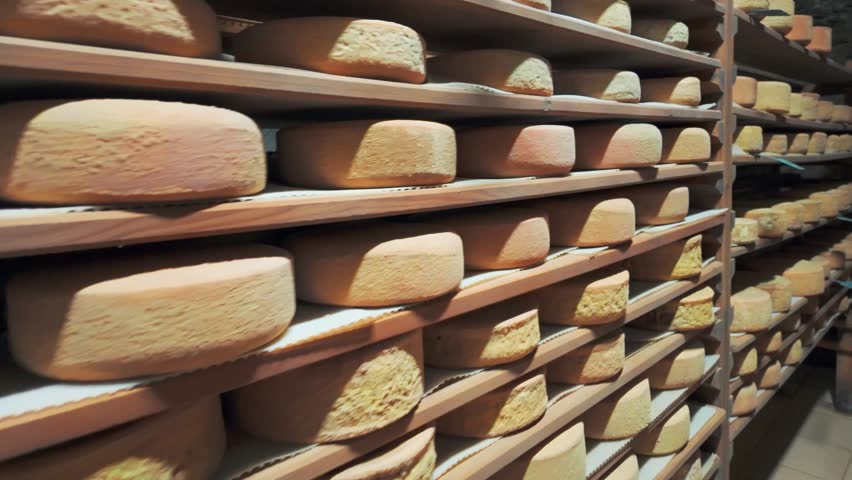 Aging cheese on wooden shelves in a maturing cellar in the Pyrenees Mountains, on the border between Spain and France. Cheese heads ripening in a controlled chamber at a cheese factory