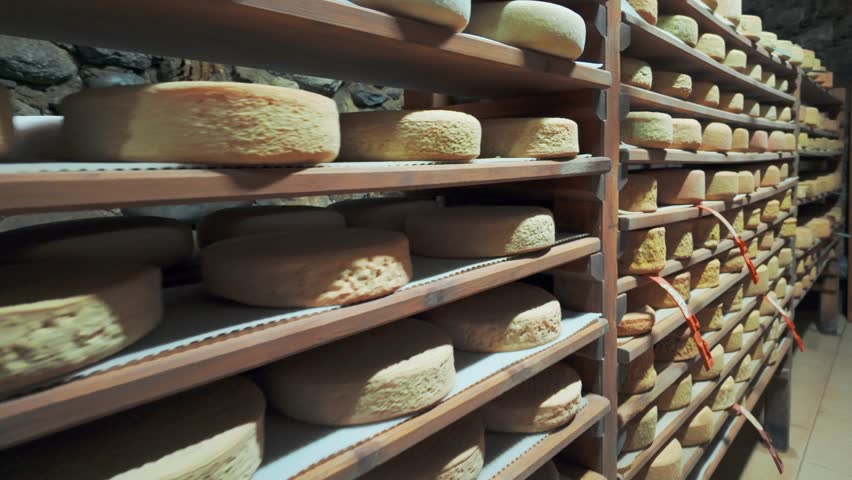 Aging cheese on wooden shelves in a maturing cellar in the Pyrenees Mountains, on the border between Spain and France. Cheese heads ripening in a controlled chamber at a cheese factory