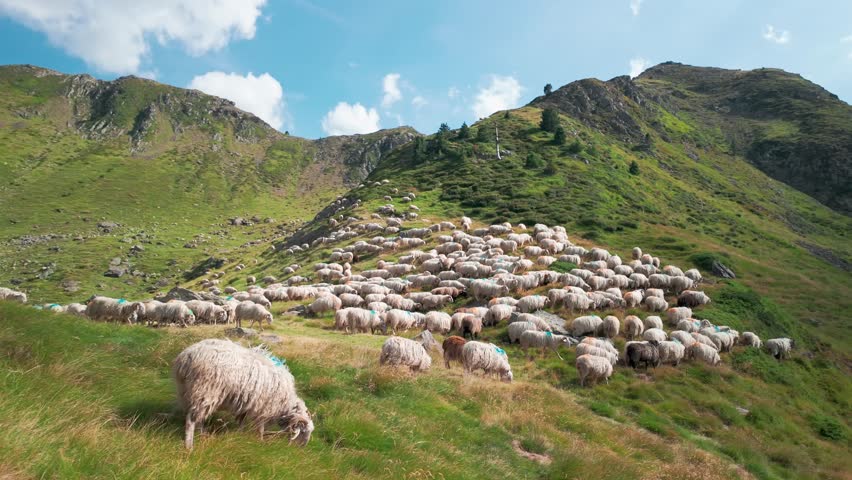 A big flock of sheep grazing on green grass in the Pyrenees mountains on the border between Spain and France, an area known for sheep cheese production and dairy farming in Southern Europe
