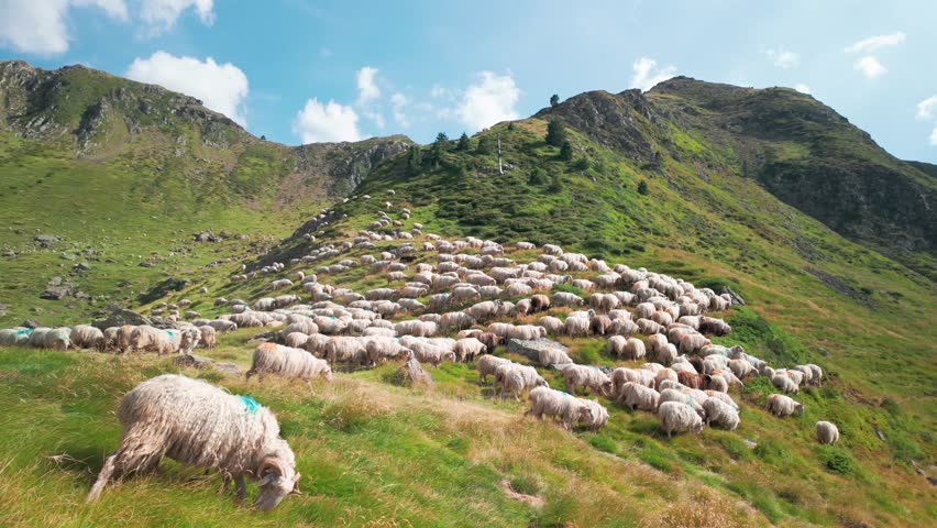 A big flock of sheep grazing on green grass in the Pyrenees mountains on the border between Spain and France, an area known for sheep cheese production and dairy farming in Southern Europe