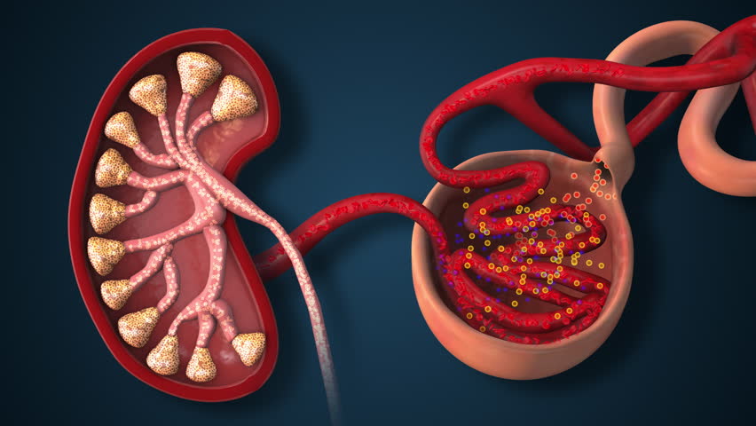 Human Kidney Nephrons Filtering Blood and Producing Urine