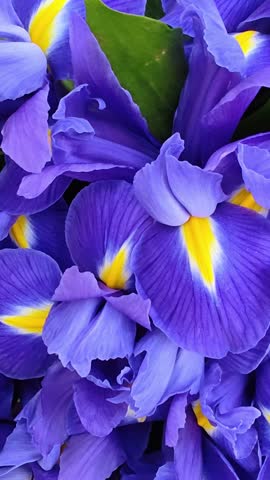 Close-up of a beautiful bouquet of purple irises, white background. Bouquet of fresh spring flowers. 