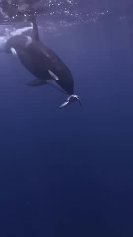 Orca whale attacks small turtle