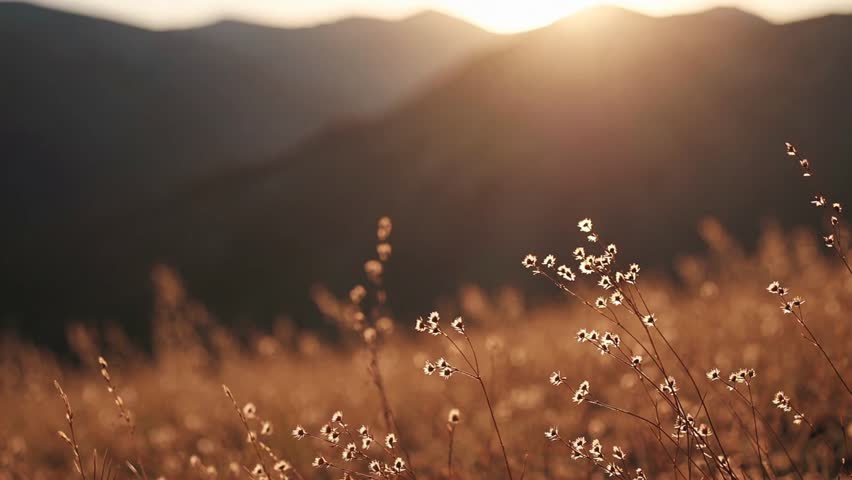 A mesmerizing, abstract video capturing the warm, golden essence of a mountain meadow bathed in the soft light of the golden hour at sunrise or sunset. - Powered by Shutterstock - Get 15% off with code: PIKWIZARD15
