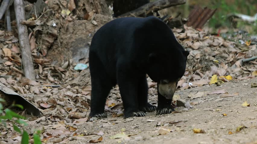 Regal Sun Bear (Helarctos malayanus) stands tall amid crisp leaves and branches, dark fur bold against the forest in Thailand wild Kaeng Krachan.