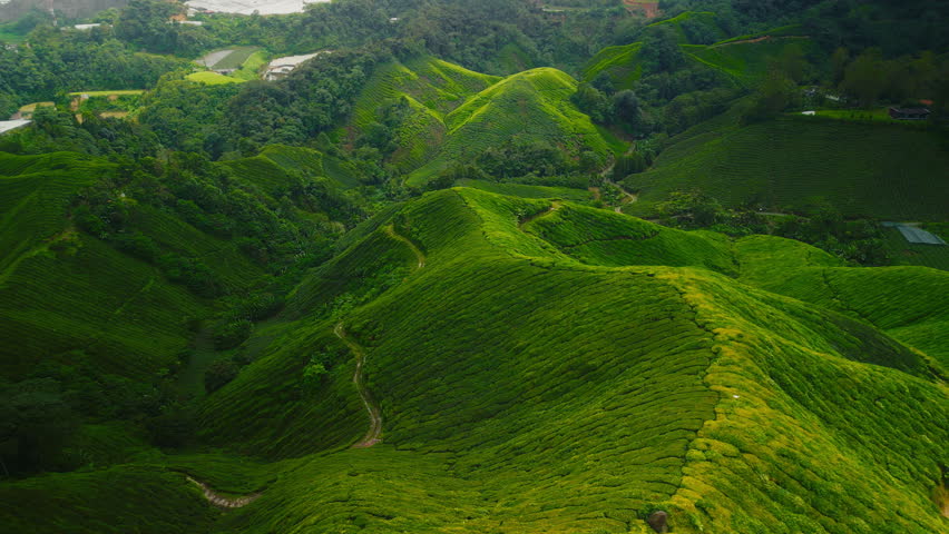Lush green rolling hills of the Cameron Highlands covered in tea plantations. Aerial perspective showcasing the neatly arranged tea fields. A stunning natural landscape in Malaysia highlands.