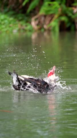 duck splashing in the pond