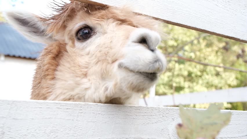 hand feeding cute fluffy alpacas in the farm