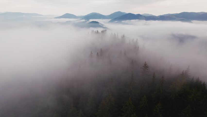 Shutterstock Video