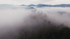 Aerial view of dense forest blanketed in thick mist, with towering evergreen trees partially obscured by fog. Mist creates mysterious atmosphere, while distant mountains barely emerge through haze. - Powered by Shutterstock - Get 15% off with code: PIKWIZARD15