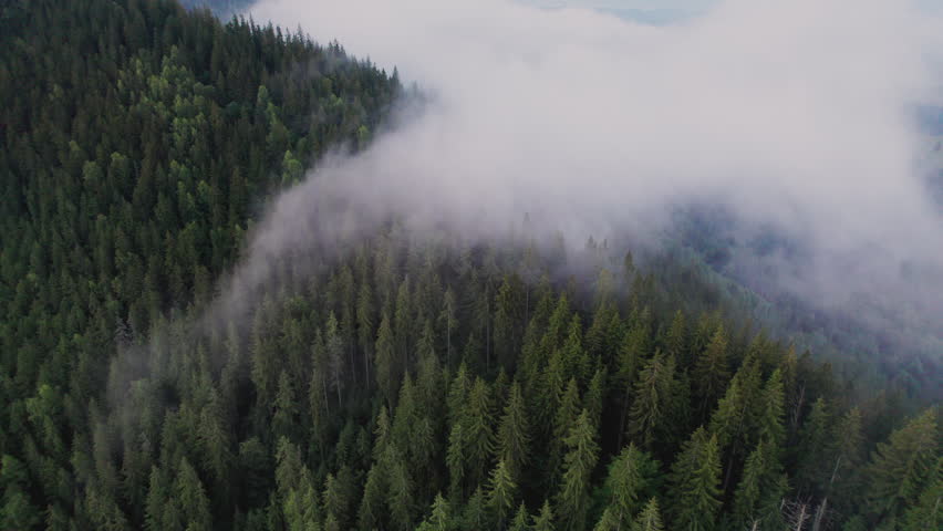 Aerial view of dense forest blanketed in thick mist, with towering evergreen trees partially obscured by fog. Mist creates mysterious atmosphere, while distant mountains barely emerge through haze.