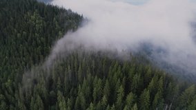 Aerial view of dense forest blanketed in thick mist, with towering evergreen trees partially obscured by fog. Mist creates mysterious atmosphere, while distant mountains barely emerge through haze. - Powered by Shutterstock - Get 15% off with code: PIKWIZARD15