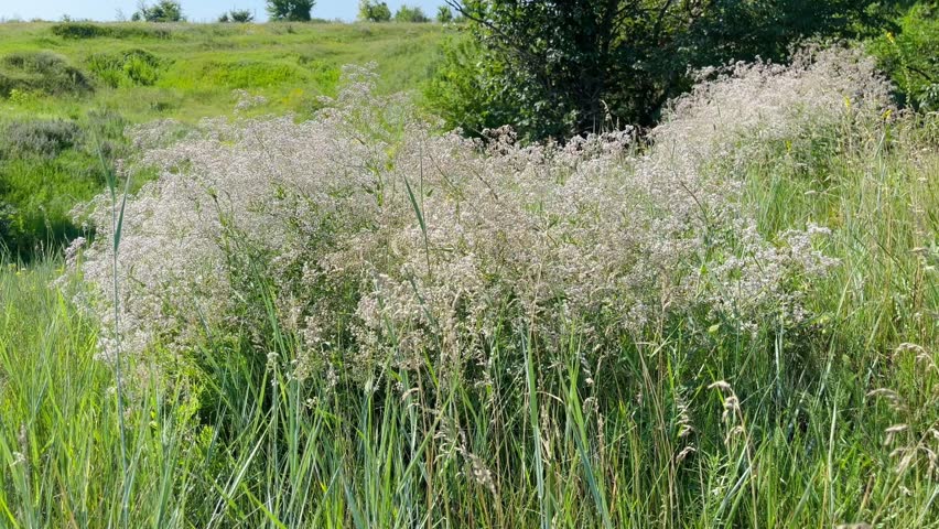 Blooming Tumbleweed Grows in a Meadow	