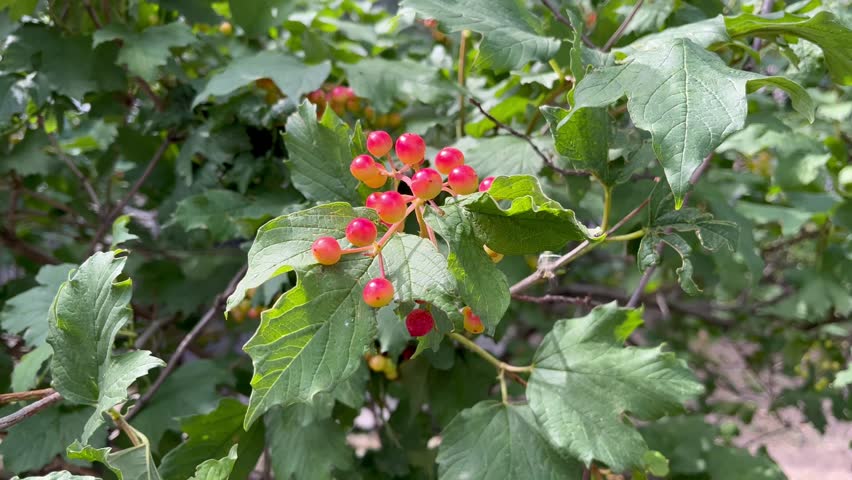 viburnum berries hanging on a branch of a viburnum bush