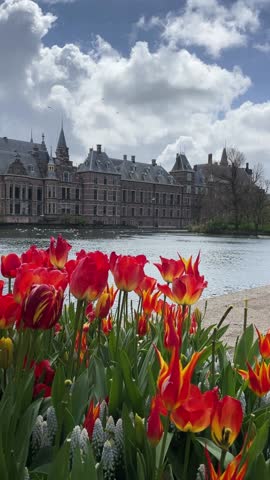 view of Binnenhof - Dutch Parliament at spring with tulip flowers, The Hague, Holland
