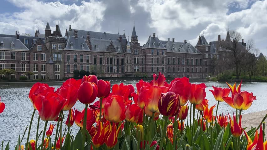 view of Binnenhof - Dutch Parliament at spring with tulip flowers, The Hague, Holland