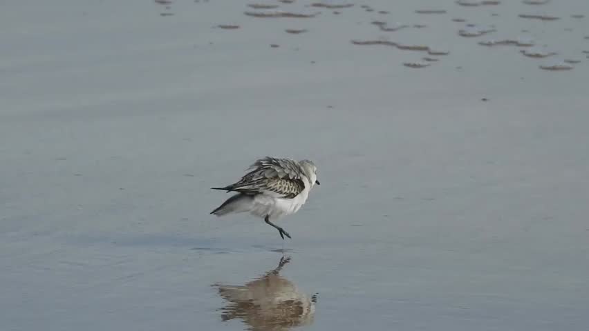 A sanderling mid-strideing with one leg on the wet sand at Ormond Beach, FL, December