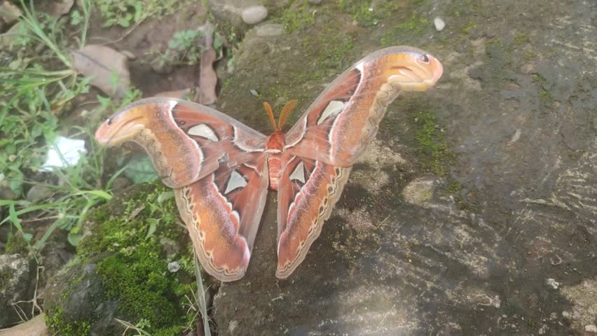 moth blown away by the wind