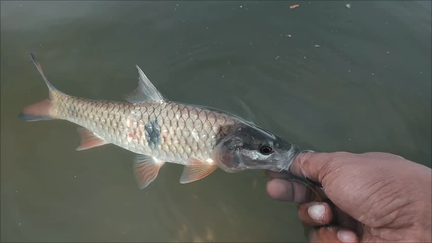 Hampala barb fish (Hampala macrolepidota) swimming in a freshwater lake. This fish has a distinctive black mark on its body. This fish is a relatively large Southeast Asian fish.