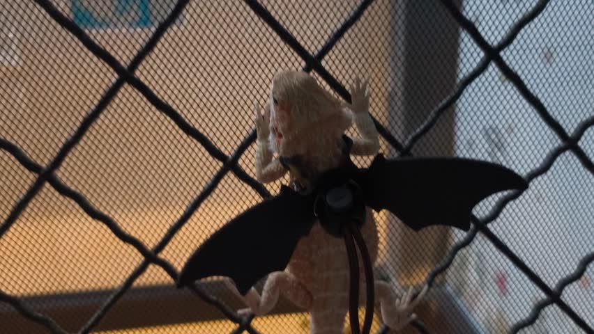 Bearded dragons (Pogona vitticeps) have various colors and patterns