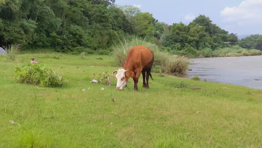 A brown cow with strange horns, eating grass in the area along the edge of a large river.