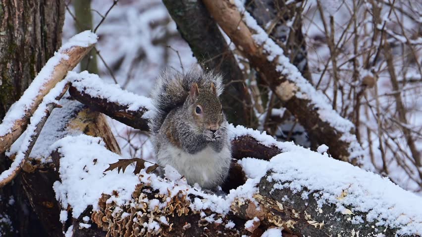 Sciurus carolinensis - Eastern Grey Squirrel, fluffy gray rodent looking for food in the forest litter in the forest in the suburbs of New Jersey - USA