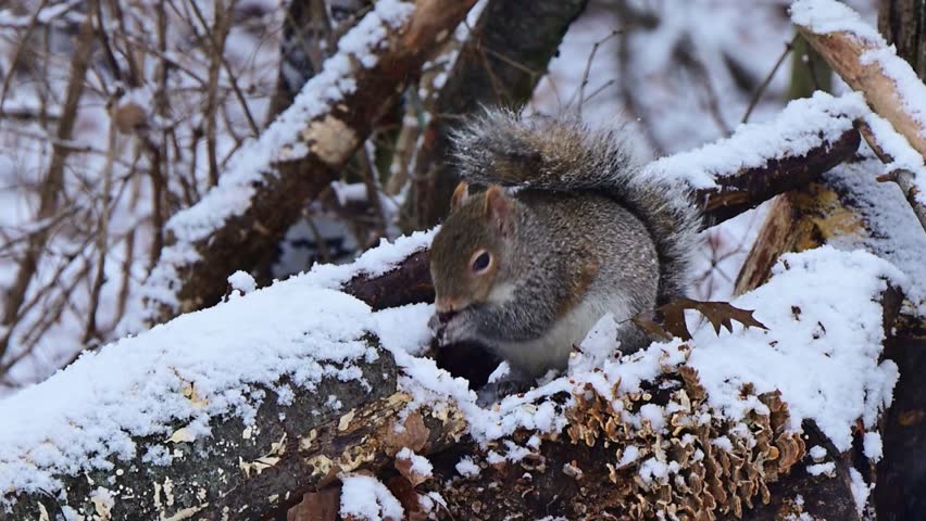Sciurus carolinensis - Eastern Grey Squirrel, fluffy gray rodent looking for food in the forest litter in the forest in the suburbs of New Jersey - USA